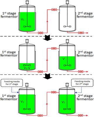 Two-Stage Semi-Continuous 2-Keto-Gluconic Acid (2KGA) Production by Pseudomonas plecoglossicida JUIM01 From Rice Starch Hydrolyzate